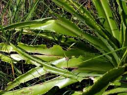 Image result for Chlorophytum krookianum