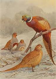 Bird With No Feathers On Neck Vintage Allan Brooks Wall Art Illustration Book Plate No 227 1 Ring Neck Pheasant Bird Prints Antique Bird Illustration Bird Art