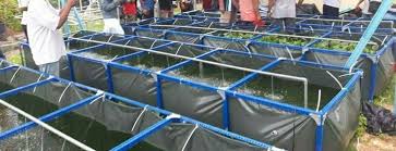 Penternakan ikan keli di dalam kolam. Contoh Frame Atau Rangka Kolam Kanvas Ternakan Ikan Keli Facebook