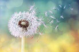 Do You Suffer With Cat Allergies These 8 Tips Will Help Cat Lovers Dandelion Clock Dandelion Seed Dandelion