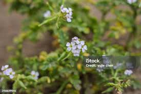 Image result for Asystasia mysorensis