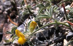 Image result for Argyrolobium rupestre