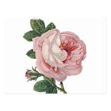 Vintage Pink Rose Flowers Love Miss You Hello Postcard Zazzle Com In 2021 Flower Drawing Pink Rose Png Flower Illustration