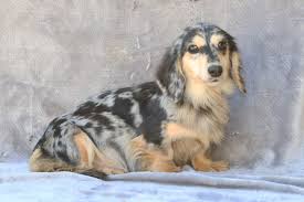 Very well socialised and great with using their puppy pads. Genesis Hezekiah Dachshund Puppies For Sale Louie S Miniature Dachshunds