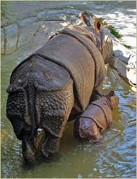 Rhino1005 Animals Endangered Animals Nature Animals