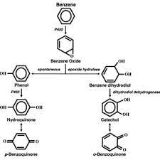 Metabolic Conversion Of Benzene Into Reactive Toxic Metabolites In Vivo Download Scientific Diagram