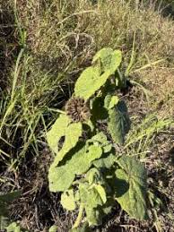 Image result for Abutilon guineense