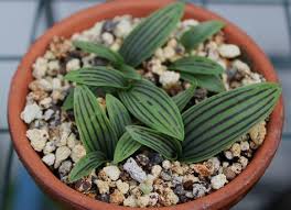 Image result for Ledebouria floribunda