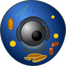 What do animal cells have in. The Complete Guide To Animal Cells
