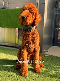 Image result for poodle