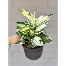 Image result for beautiful dieffenbachia