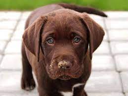 Life Expectancy Of Chocolate Labradors Is Linked To Their Colour Finds Study The Independent The Independent