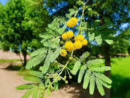 Image result for Acacia grandicornuta