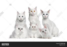 White sweet cats sweet cats sweet white white cats cat animal pet cute eyes kitten face high definition picture kitty fur domestic feline head eye black sleeping look portrait young nature. Group White Cats Image Photo Free Trial Bigstock