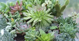 It has small very pretty red flowers which attract butterflies. Types Of Succulents Pictures Included Popular Succulent Types