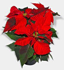 Maybe you would like to learn more about one of these? Poinsettia Wikipedia