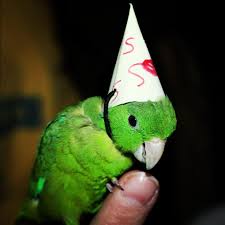 Birds That Don T Fly 94 I Don T Know Why But This Alone Makes Me Want To Commit To A Bird As A Pet And I Usually Am Not A Fan At All Cute Birds Pet Birds