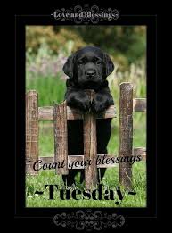 Tuesday quotes good morning funny good morning quotes good morning happy good morning messages morning pics dear friend quotes happy tuesday pictures tuesday greetings bon mardi. 120 Tuesday Ideas Tuesday Quotes Tuesday Good Morning Tuesday