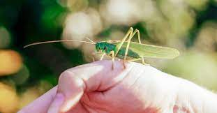 Do Grasshoppers Bite Facts And Potential Side Effects