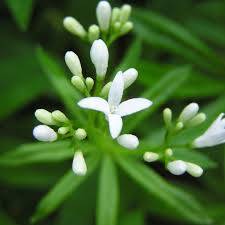 Image result for Galium stenophyllum