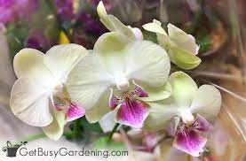 15 Indoor Plants That Are Safe For Cats And Dogs Cats Dogs Indoor Plants Safe Orchid Plant Care Orchid Plants Orchid Care