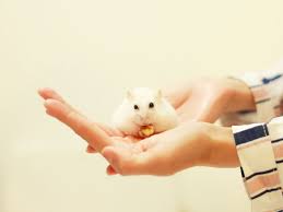 Wire cages provide better airflow, but they won't protect your hamster from the draft. Winter White Dwarf Hamsters Facts Care Vivo Pets