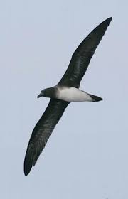 Pin By Fernando Senna On Natural Beauty Rare Birds Bird Sea Birds