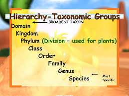 Copyright Cmassengale Ppt Download