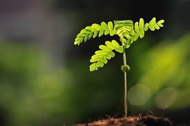 Image result for Sphaeropsis tumefaciens oleander symptoms