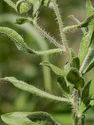 Image result for Polyspatha hirsuta