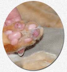 These nodules are raised, yellow or pink in color, and usually are not itchy. What Are Those Painful Looking Red Sores On My Cat S Lip Or Body Egc
