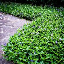 In gardens, white dutch clover can be used as a ground cover between garden rows. Groundcover Plants For Shady Places The Tree Center