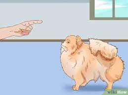 How To Take Care Of A Pomeranian With Pictures Wikihow