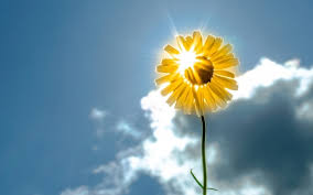 Find over 100+ of the best free sunshine flower images. Hello Sunshine Flowers Nature Background Wallpapers On Desktop Nexus Image 1680200