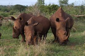 Spitz Maul Nashorn Animals Wild Beautiful Creatures Animals