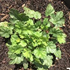 Heuchera Americana Paris Syn Heuchera Paris Alumroot Paris In Gardentags Plant Encyclopedia It is endemic to california, where it is found in the san bernardino mountains. heuchera americana paris syn