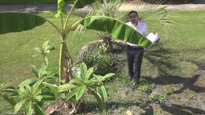 It took them longer to get to the paw paw than other fruit trees, but they. Experimenting In The Wltx Garden Are Some Fruit Trees Resistant To Deer Wltx Com