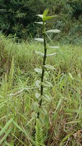 Image result for Solenangis