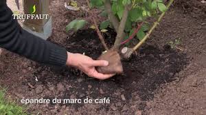 10 Astuces Pour Lutter Contre Les Pucerons Conseils Anti Pucerons Jardin Truffaut Youtube