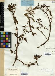 Image result for Bergia capensis