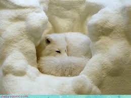 We did not find results for: Daily Squee Cute Animals Cute Baby Animals Cute Animal Pictures Animal Gifs Gif Animals