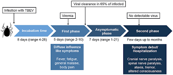 This phase is expected to start in april in stockholm. Frontiers Cell Mediated Immune Responses And Immunopathogenesis Of Human Tick Borne Encephalitis Virus Infection Immunology
