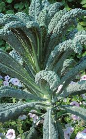 There are two main types of kale leaves: Kale Chicago Botanic Garden