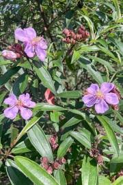 Image result for Astripomoea malvacea