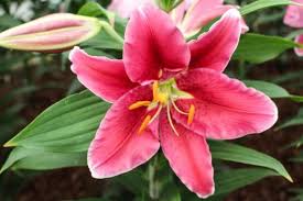 Lori Caskey-Sigety (loricsigety)