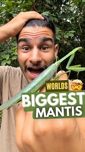 THE WORLDS BIGGEST MANTIS!! 🤯, This is PURE INSANITY!!!! , The SIZE of  this male Amazon Giant Leaf Mantis honestly doesn’t seem real!! 🌳🤯,  Sitting