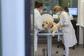 At westside animal emergency clinic, we are here to help. Sick Animals Are Welcome Any Time Featured Stories Freie Universitat Berlin