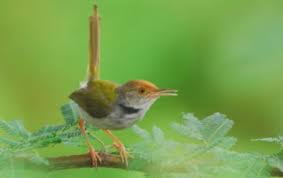 Dna merupakan singkatan dari deoxyribo nucleic acid yang tentunya berbeda antara jenis burung cucak ijo betina dan jantan. Burunggacor Com Ciri Prenjak Top