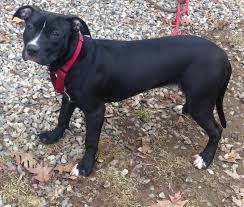 Pin By Sharon Boulanger On Found Dogs Ct Animal Shelter Adoption Cat Years Animal Shelter