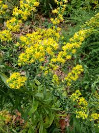 Image result for Emilia juncea